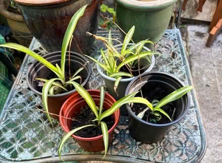 Photo of free Spider plants (Westbury Wilts BA13) #1
