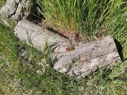 Photo of free Tree logs (Oxford OX4) #3