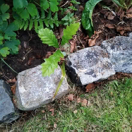 Photo of free Oak saplings x 3 (Ingol PR2) #1