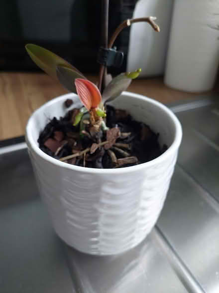 Photo of free Orchid plant (Derby) #1