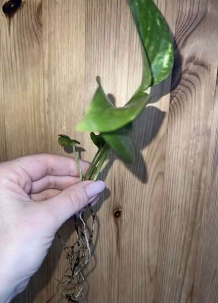 Photo of free Pothos rooted plant (N8 0LD) #1