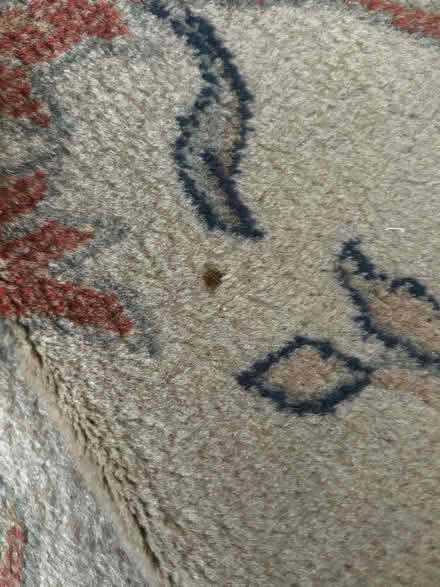 Photo of free Rug (SW1V 4ET) #4