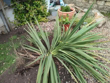 Photo of free Very Large plant (Sothall S20) #1