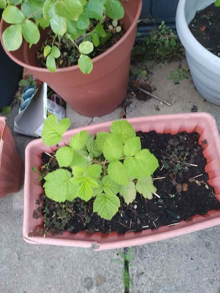 Photo of free Raspberry plant And 2 rose bushes one pink one red (Kirk Sandall DN3) #3