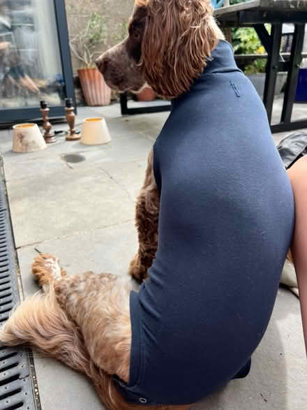 Photo of free Dog sweater post operative (Risinghurst OX3 8) #1
