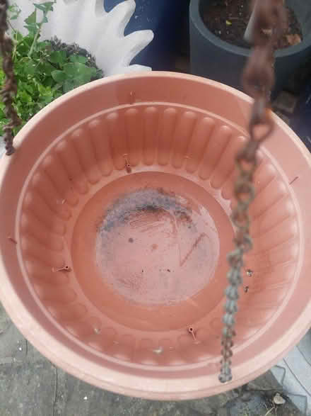 Photo of free Hanging basket (SW16) #2