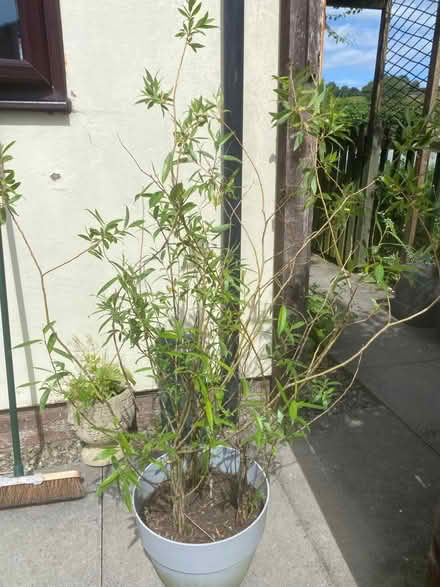 Photo of free Willow (Wentnor SY9) #1