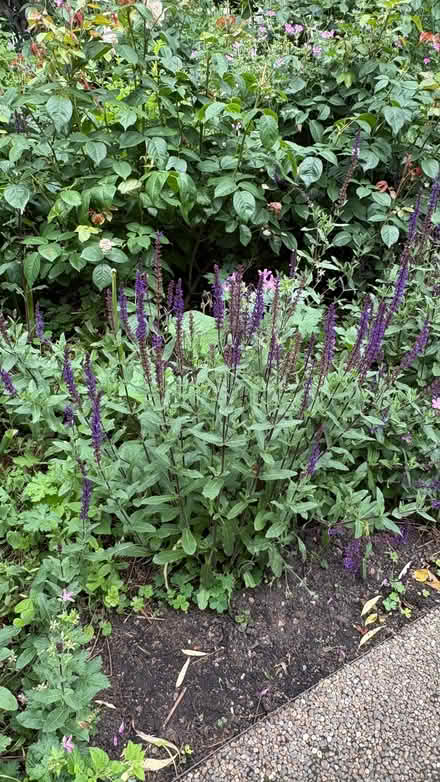 Photo of Salvia nemorosa carradonna (New Malden KT3) #1