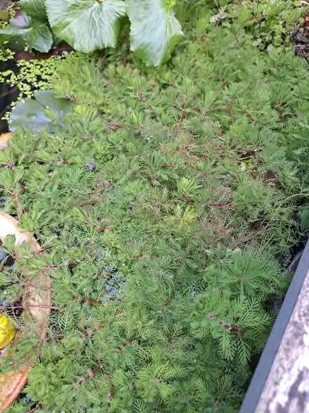 Photo of free Oxygenating Pond Plant (Lower Walkley S6) #1