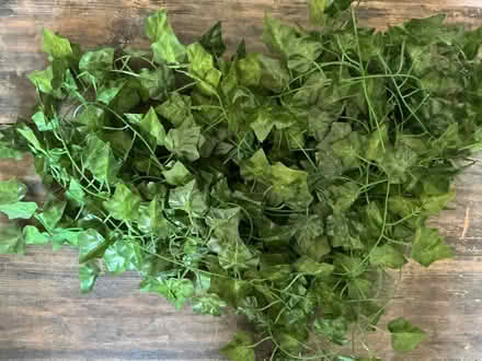 Photo of free Artificial ivy (Roman Verulamium AL3) #1