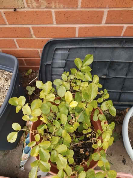 Photo of free 2 rose bushes 1 red 1 pink (Kirk Sandall DN3) #2