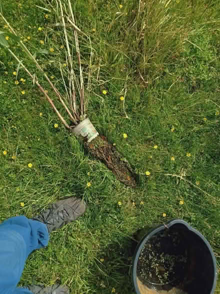Photo of free Bamboo plant (St George BS5) #2