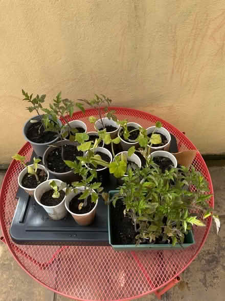 Photo of free Tomatoes and pumpkin plants (Kingsway BA2) #1