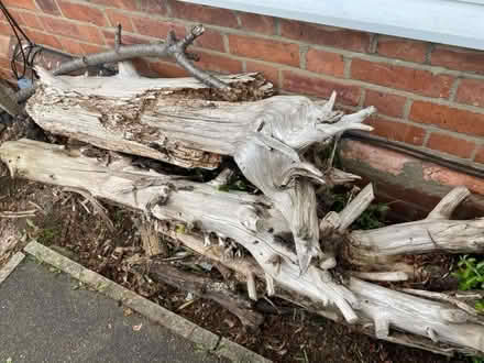 Photo of free Large dried wood trunks (Far cotton, NN4) #1
