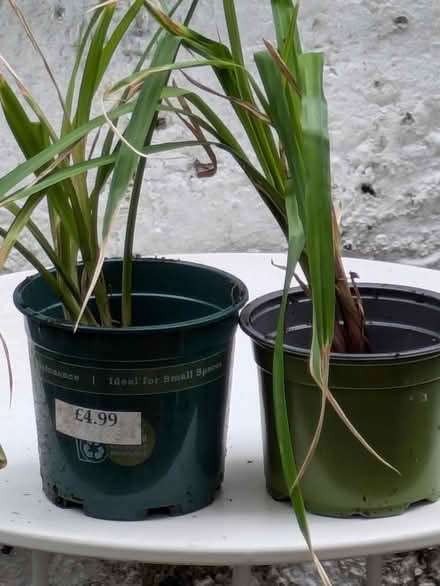 Photo of free Lemon grass plants (Fulham) #1