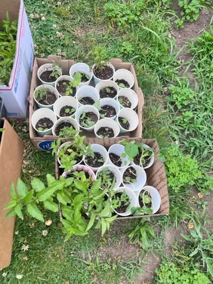 Photo of free Seedlings (Fair Lawn, NJ) #1