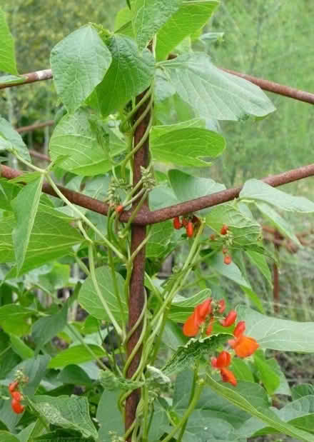 Photo of runner beans plants (Nashes Farm AL4) #1
