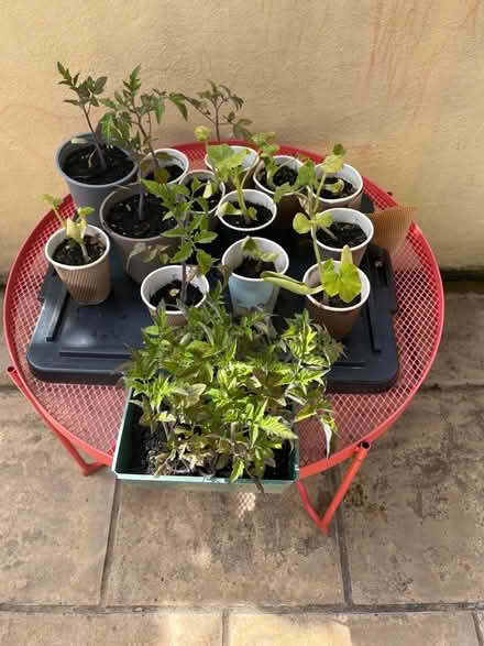 Photo of free Tomatoes and pumpkin plants (Kingsway BA2) #2