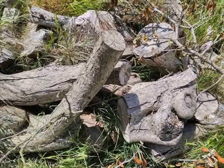 Photo of free Tree logs (Oxford OX4) #2