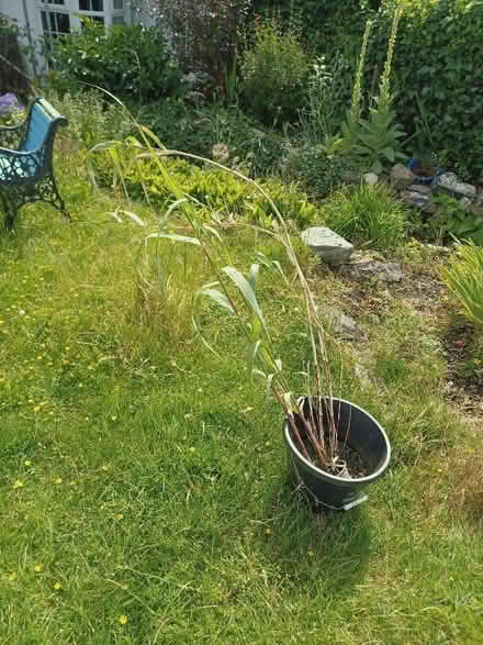 Photo of free Bamboo plant (St George BS5) #1