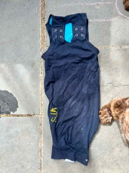 Photo of free Dog sweater post operative (Risinghurst OX3 8) #2