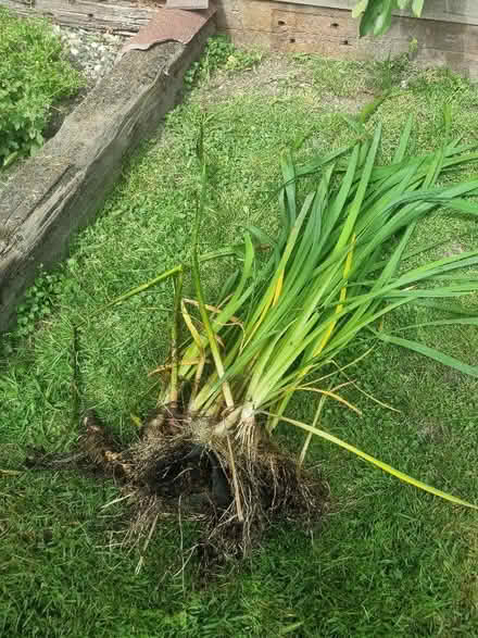 Photo of free Large Pond plant (Coldean BN1) #1