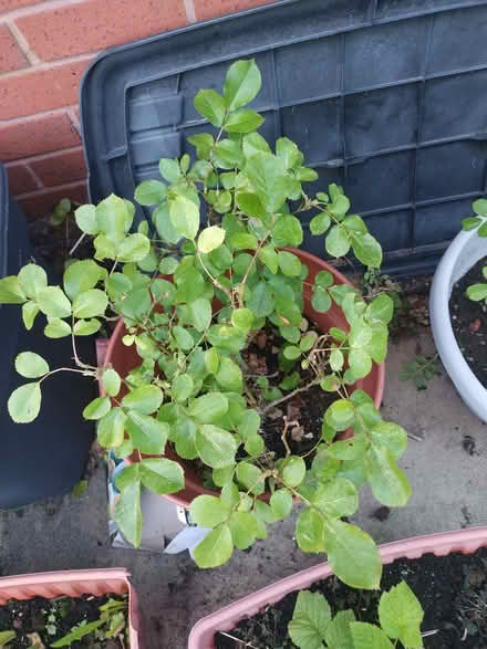 Photo of free Raspberry plant And 2 rose bushes one pink one red (Kirk Sandall DN3) #1