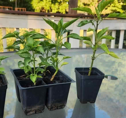 Photo of free Pepper transplants (Apex-Ten Ten and Holly Springs) #1