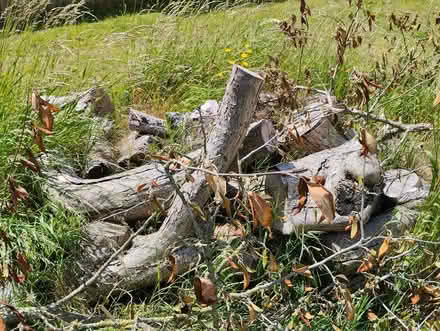 Photo of free Tree logs (Oxford OX4) #1