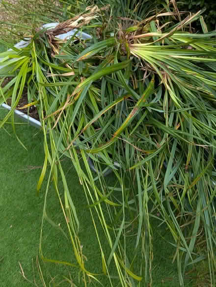 Photo of free Ornamental grass (Sompting BN15) #1