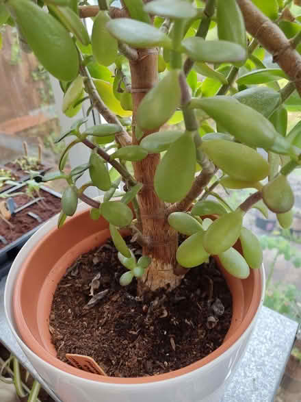 Photo of free Big healthy jade plant (Pantperthog SY20) #2