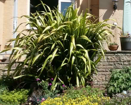 Photo of free Phormium Tenax (New Zealand Flax) (Wrington BS40) #1