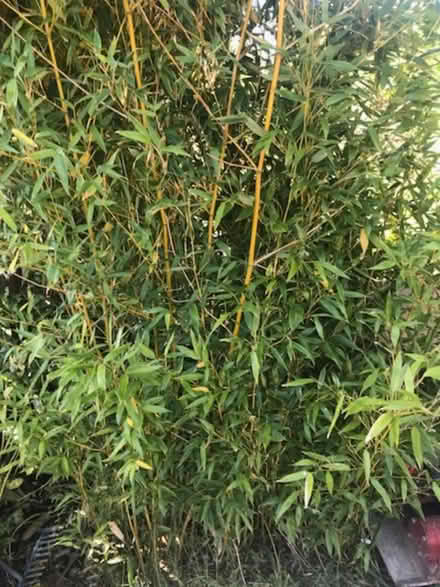 Photo of free Bamboo trees/bushes (Barnton CW8) #1