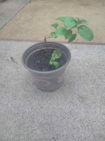 Photo of free rooted fuchsia cuttings (Poulton CH44) #1