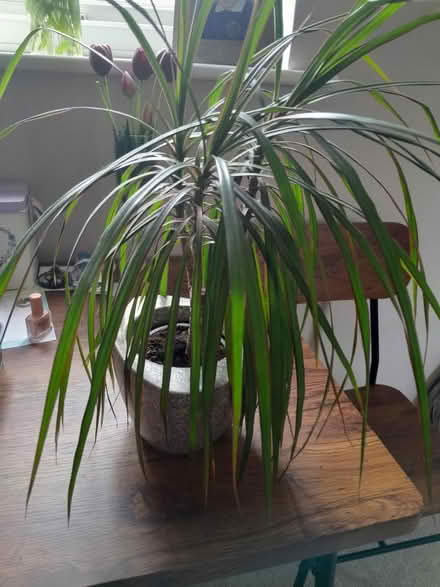 Photo of free Yucca plant (Southsea PO5 1HW) #2