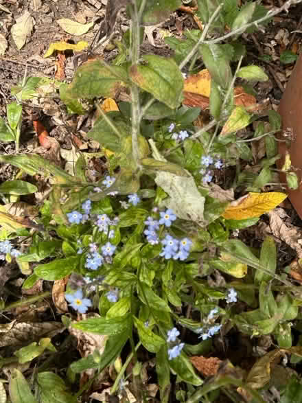 Photo of free Forgot-Me-Not plants with seeds (Stevenage, Hertfordshire, SG1) #1