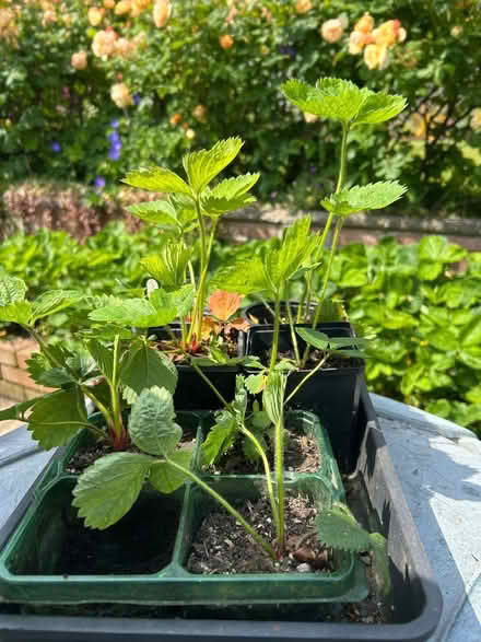 Photo of free Strawberry plants (Greaves LA1) #1