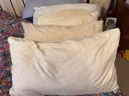 Photo of free 4 x Nice squash pillows (Shephall SG2) #2