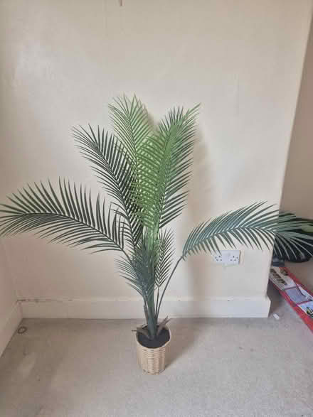 Photo of free Artificial house plant (South Croydon CR2) #1
