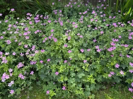 Photo of free Pink cranesbill (Risinghurst OX3) #1