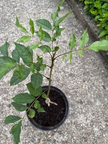Photo of free Ash tree sapling (Norbury CR7) #3