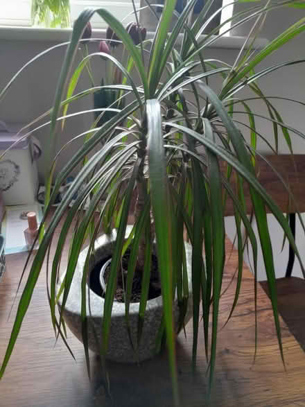 Photo of free Yucca plant (Southsea PO5 1HW) #3