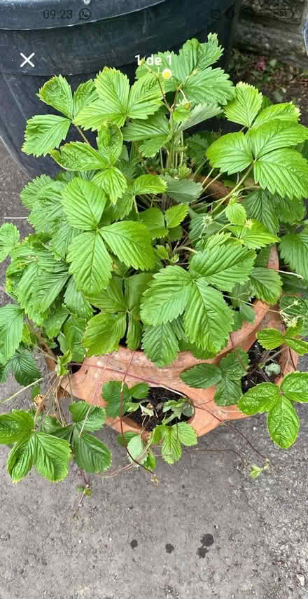 Photo of Strawberry pot (Hove Station area BN3) #1