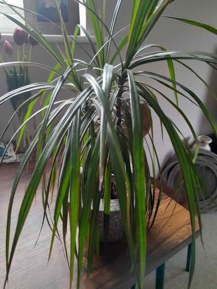 Photo of free Yucca plant (Southsea PO5 1HW) #1