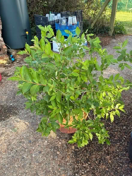 Photo of free Weigela plant (Burnham on Crouch CM0) #1