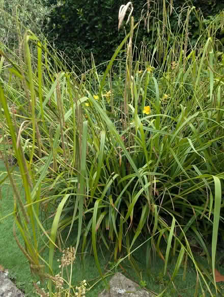 Photo of free Ornamental grass (Sompting BN15) #2