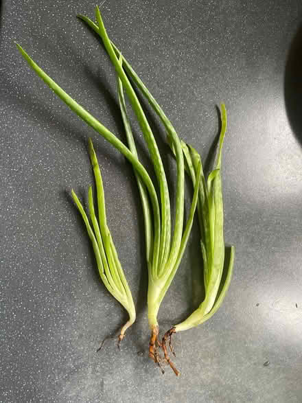Photo of free Aloe Vera Baby’s with root (North Finchley N12) #1