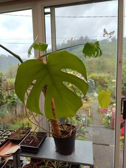 Photo of free Large monkey puzzle plant (Pantperthog SY20) #1