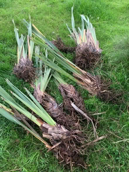 Photo of free Phormium Tenax (New Zealand Flax) (Wrington BS40) #1