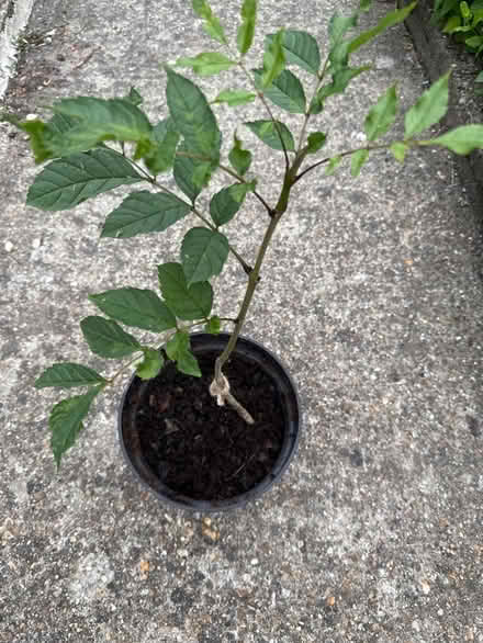 Photo of free Ash tree sapling (Norbury CR7) #4